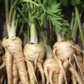 Ginseng mellékhatásai: ezekre figyelj,  rendszeresen szedni kezded
